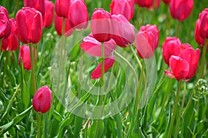 Barcelona Tulips at Windmill Island Tulip Garden