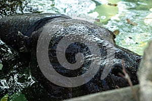 Barcelona Zoo, springtime, hipopotamo slimming in the pond