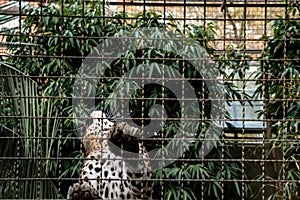 Barcelona Zoo, springtime, Jaguar` walk