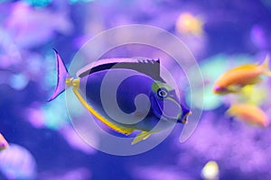Barcheek unicornfish / naso tang / orange-spine unicornfish photo