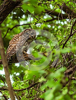 Bard owl in Missouri Forest photo