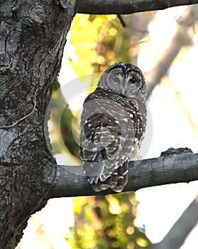 Bard Owl of North Carolina
