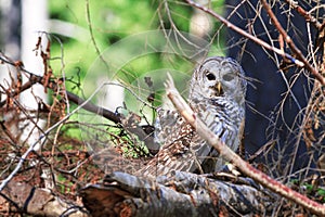 A bard owl resting in under brush looking for food.