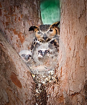 Bard owl with two chicks sit in tree