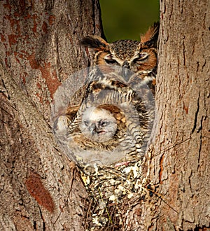 Bard owlette peaks out of feathers of its mom