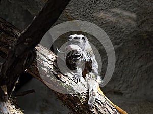Barded Emperor tamarin, Saguinus imperator imperator, stands out with his massive beard