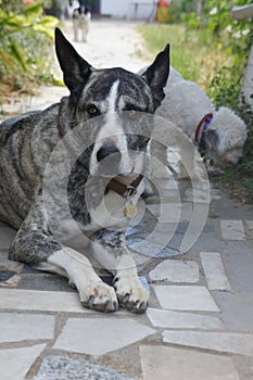 Bardino cross Canarian Presa dog photo