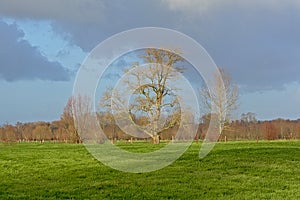 Bare acorn and willows in a green meadow in the flemish countryside