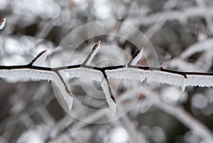 Bare alder black picturesquely curved twig  covered with frost photo