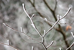 Bare alder black picturesquely curved twig  covered with frost photo