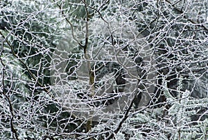 Bare alder black picturesquely curved twigs  covered with frost photo