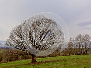 Bare alder tree in a meadow in a cloudy Ardennes landscape