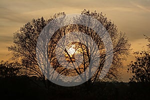 Bare alder trees against sunset in Bourgoyen nature reserve