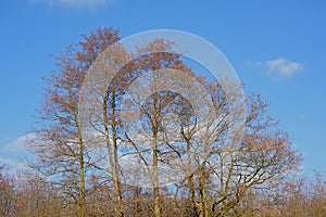 Bare alders tree crowns against a blue sky photo