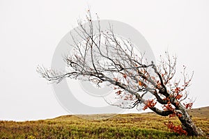 Bare alone tilted tree. Beerch tree on autumn mountains.