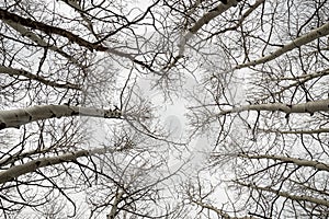 Bare Aspen Branches