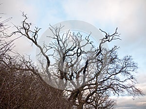 Bare autumn branches no leaves autumn fall nature