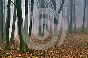 Bare autumn forest fog