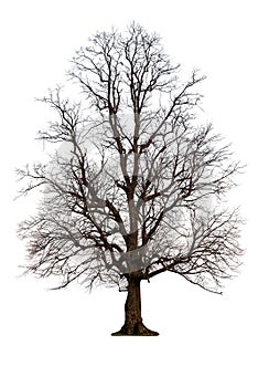 Bare autumn tree on white