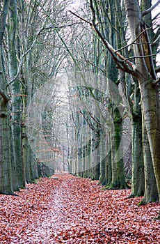 Bare autumn trees