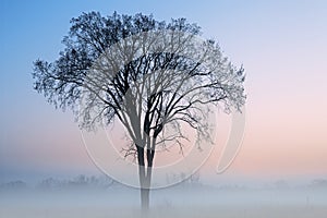 Bare Autumn Trees in Fog at Sunrise