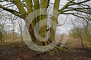 Bare beech ree in Bourgoyen nature reserve, Ghent