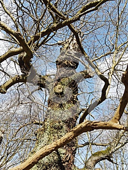 A bare, bent and twisted ancient oak tree in Sherwood Forest