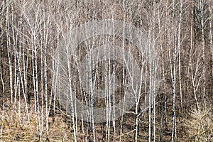 Bare birch grove in forest on sunny March day