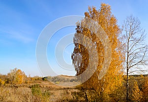 A bare birch and a lush golden birch stands in a dry autumn field