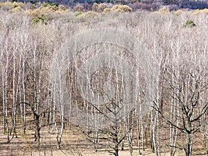 Bare birch and oak trees in forest in early spring