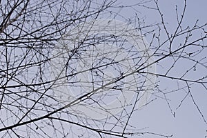 Bare birch tree branches on blue sky selective focus