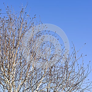 Bare birch tree branches in the winter