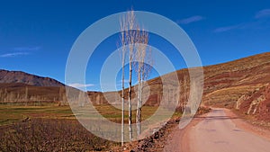 Bare birch trees besides a mountain road near Berber village Imilchil, Atlas Mountains, Morocco.