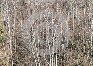 Bare birch trees in forest on sunny March day