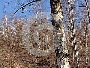 Bare birch trees and shrubs on on top of a spoil tip in Wallonia photo
