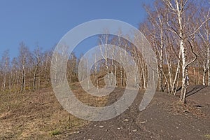 Bare birch trees and shrubs on on top of a spoil tip in Wallonia photo