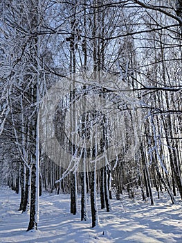 Bare birch trees on snow covered ground.