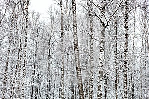 Bare birch trees in snowy forest in winter