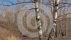 Bare birch trees on on top of a spoil tip in Wallonia photo