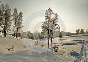 Bare birches in deep snow on the winter slope at evening