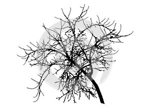 Bare branch apple tree silhouette, vector illustration