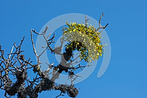 A bare branch with a mistletoe plant