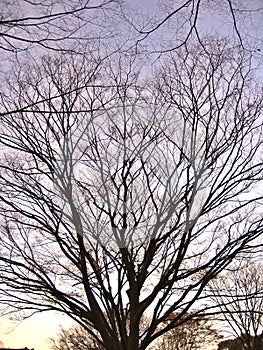 Bare branched tree photo