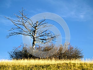 Bare branched tree in meadow