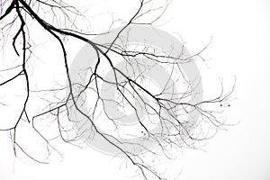 Bare Branches