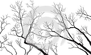 Bare Branches