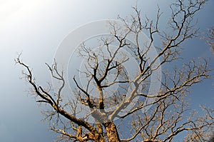 Bare branches