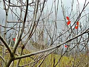 Bare branches of aronia, with some leaves remaining