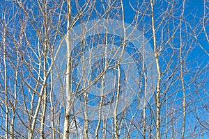 Bare branches on an aspen against a blue sky.