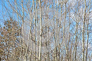 Bare branches on an aspen against a blue sky.
